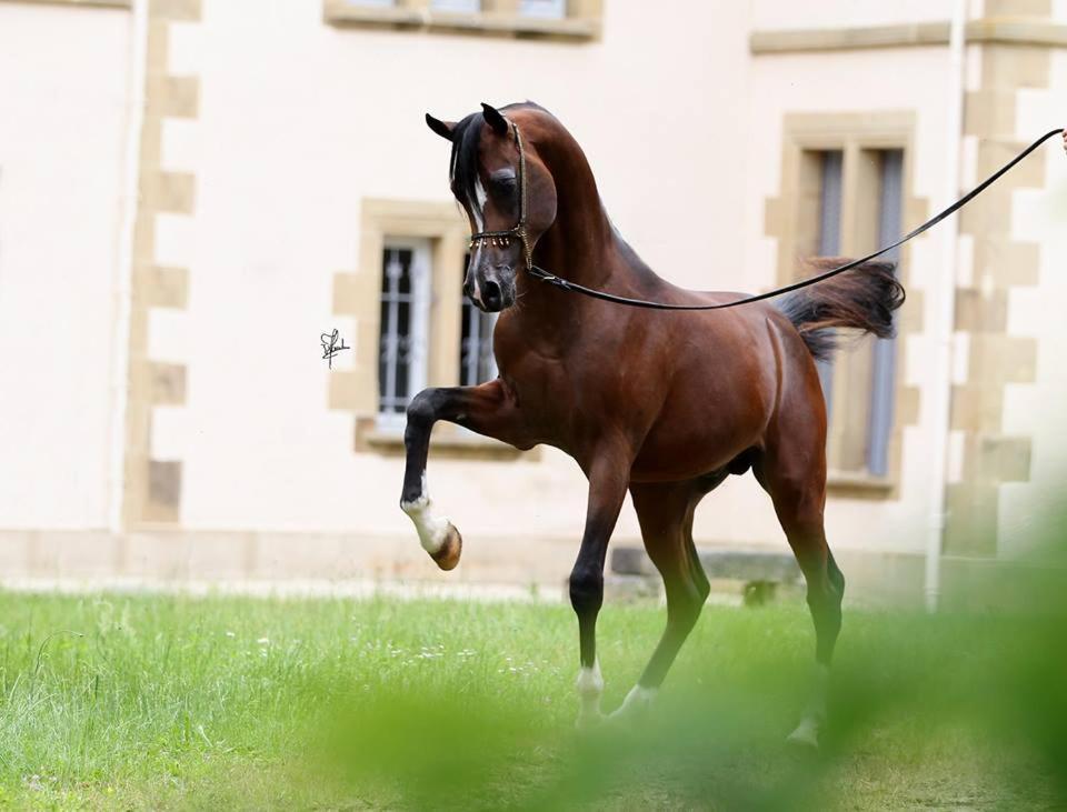 Le Haras Du Favry Apartamento Palinges Exterior foto